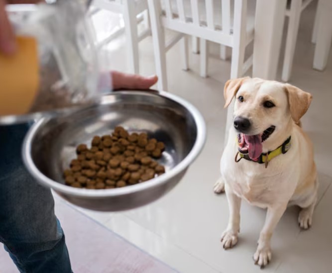 Dog Food