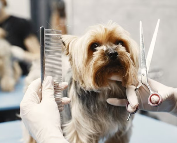 Pet Grooming